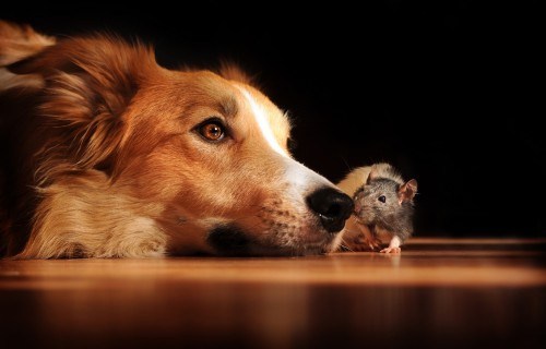 Cães e Ratos