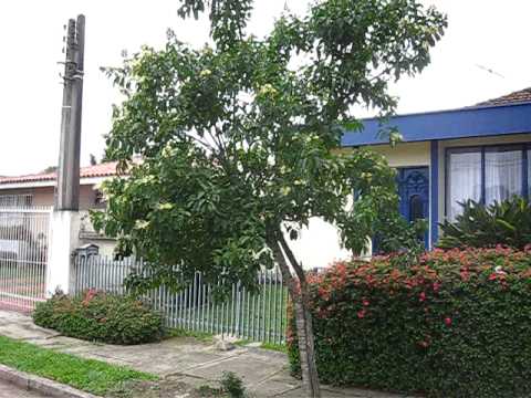 Dedaleira Árvore: Como Plantar, Raiz, Folhas, Flores e Fotos