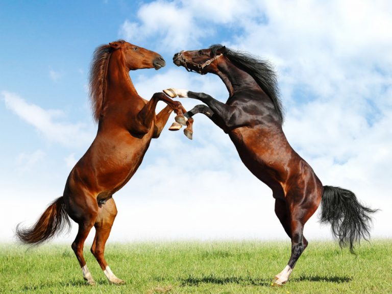 Dois Cavalos se Comunicando