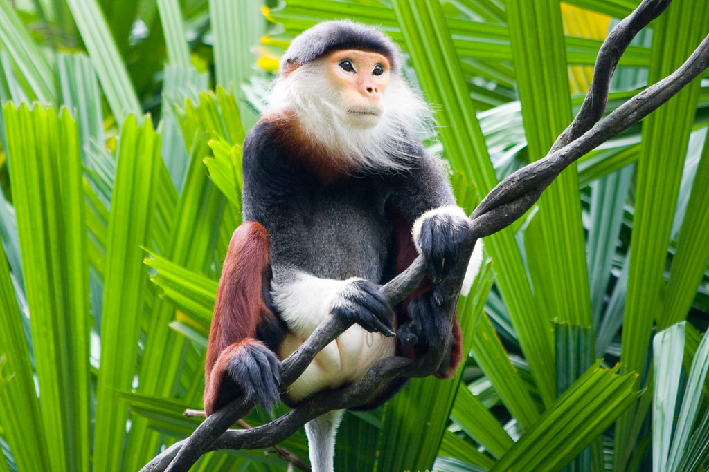 Douc-de-Canelas-Vermelhas: Características, Habitat e Fotos