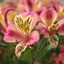 Qual é o Significado da Flor Alstroemeria?
