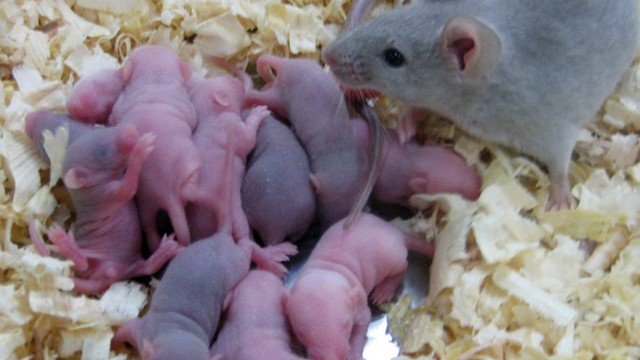 Filhotes de Rato
