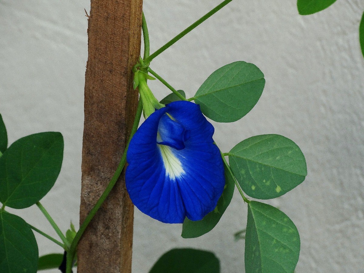 Como Plantar Borboleta-Azul: Germinar e Fazer Mudas da Flor