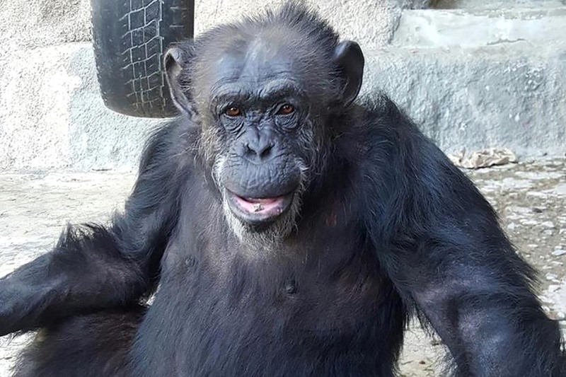 Ficha Técnica do Chimpanzé: Peso, Altura, Tamanho e Imagens