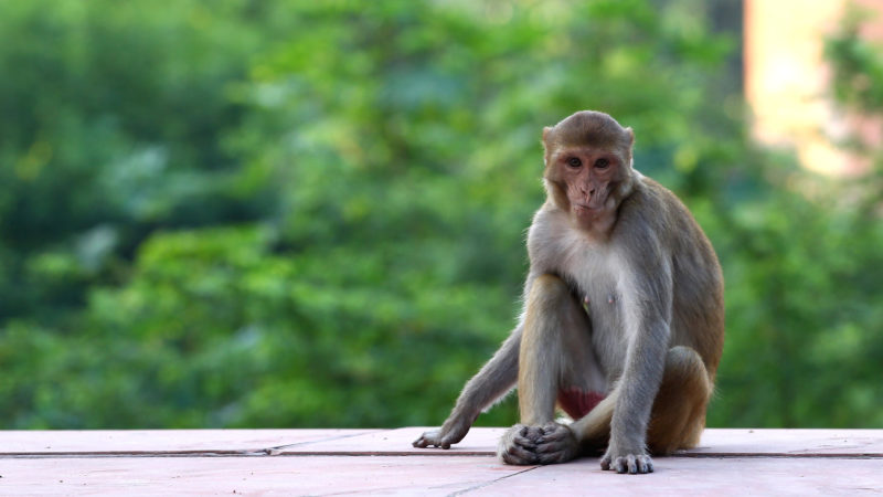 Ficha Técnica do Macaco: Peso, Altura, Tamanho e Imagens