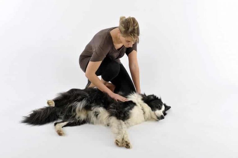 Mulher Cuidando do seu Cachorro Com Convulsão