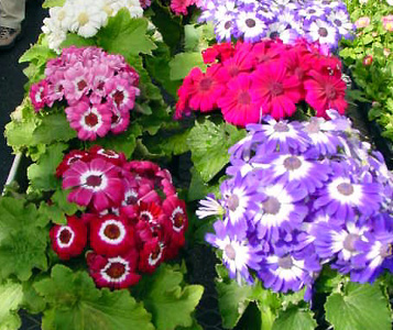 Cineraria Murcha, Amarelada ou Morrendo: O que Fazer?