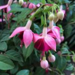 Planta Brinco de Princesa