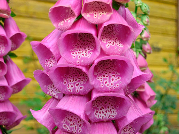 Planta Dedaleira Tem Veneno? Ela é Perigosa Para o Homem?