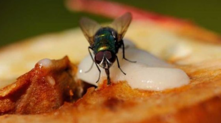 O Que Comer Quando Está Com a Virose da Mosca?