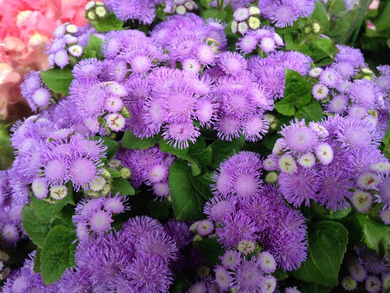 Agerato: Como Cuidar, Como Regar, Podar e Florar Ageratum