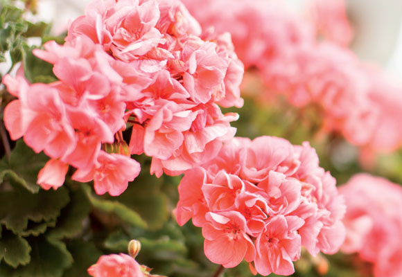 Como Cuidar da Flor Gerânio, Fazer Mudas e Podar