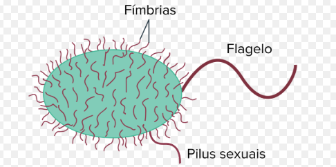 Qual a Função dos Flagelos e das Fimbrias?