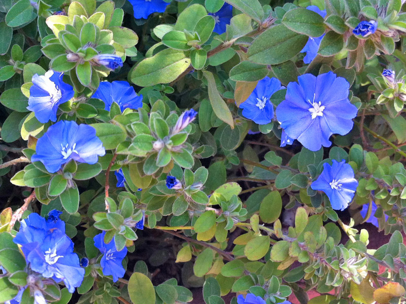 Flor Azulzinha (Evolvulus Glomeratus): Família, Altura e Imagens