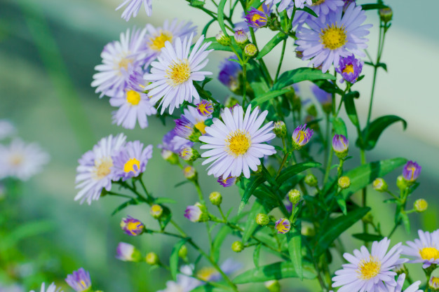 História Da Flor Áster, Origem Da Planta E Significado