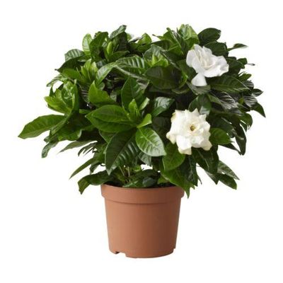 Gardênia Jasminoides: Como Cuidar, Comprar e Fotos