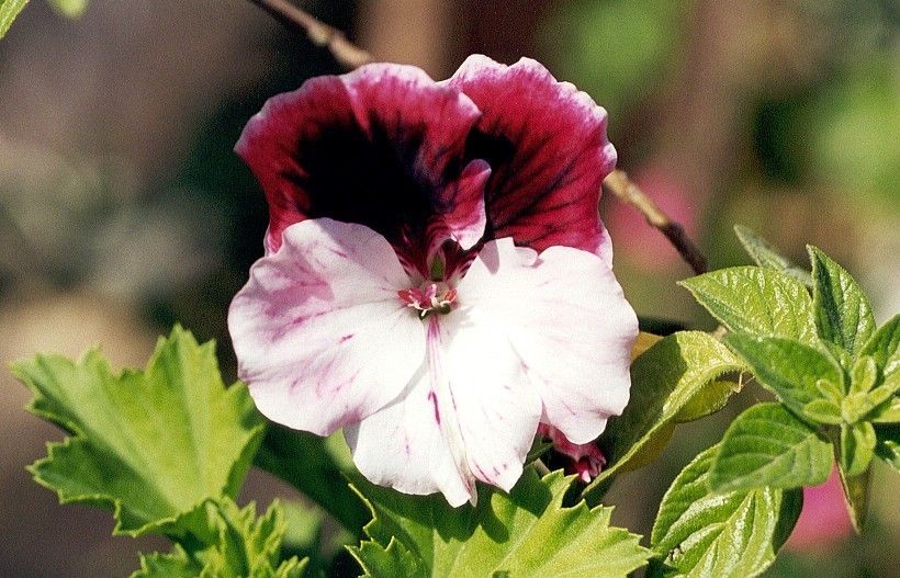 Gerânio Inglês ou Malvão: Como Cultivar, Características e Fotos