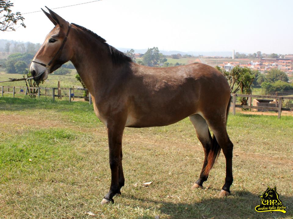 O Que é Um Animal Bardoto? O Que Significa?
