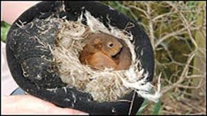 Ninho de Esquilo: Do Que É Feito? Onde Encontrar? Como É?
