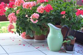 Como Regar Gerânios? Quantas Vezes Por Semana Regar?