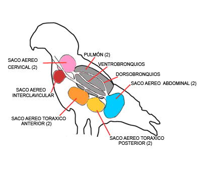 Qual a Função dos Sacos Aéreos nas Aves? Pra Que Servem?