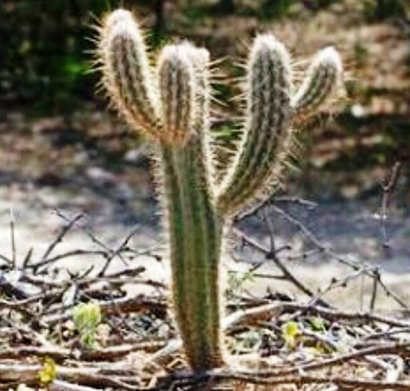Cacto: Curiosidades e Fatos Interessantes Sobre a Planta