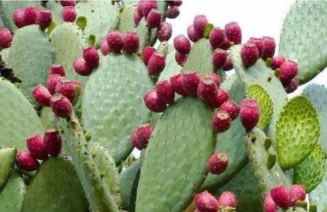 Cacto Figueira da Índia: Características, Como Cultivar e Fotos