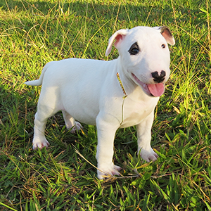 Filhote de Bull Terrier Para Adoção: Onde Encontrar? Como Fazer?