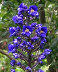 Flor Gengibre-Azul: Como Cuidar, Plantar, Podar e Comprar