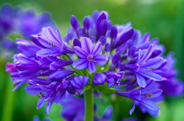 Agapanto, a Flor do Amor: Por Que é Chamada Assim?                                 