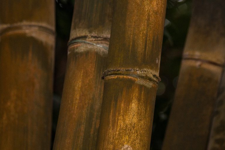 Bambu Gigante Áspero