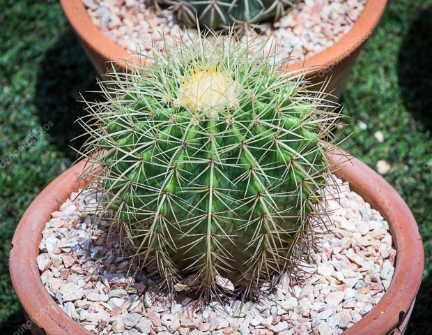 Cacto Língua do Diabo: Características, Como Cultivar e Fotos