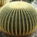 Cadeira de Sogra (Echinocactus grusonii)