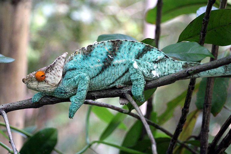 Camaleão Calumma Parsonii
