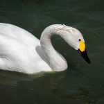 Cisne de Bewick em seu habitat