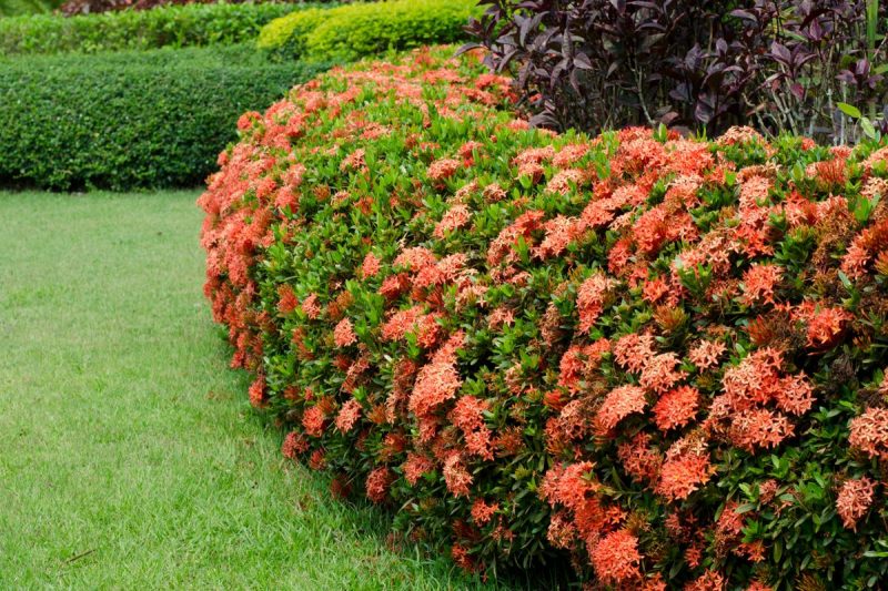 Ixora Laranja, Azul, Rosa e Branca Com Fotos