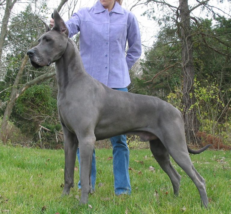 Dogue Alemão