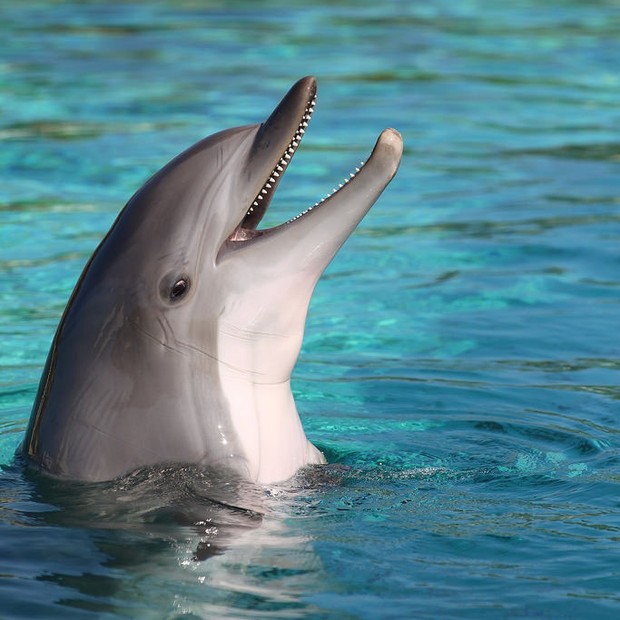 Migração dos Golfinhos e Fidelidade Entre a Especie