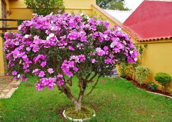 Espécies de Manacá: Tipos Com Nome e Fotos em Lista