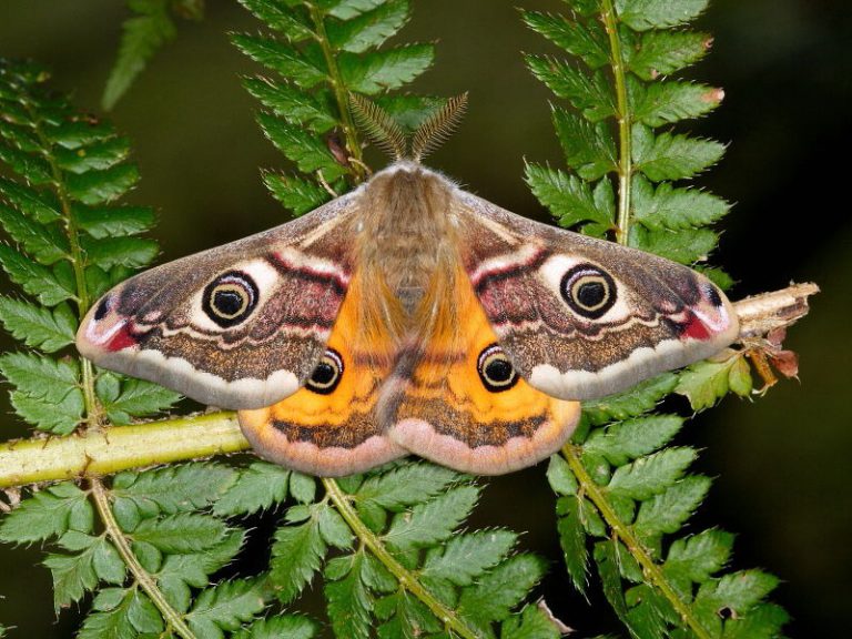Diferença entre mariposa e borboleta antenas
