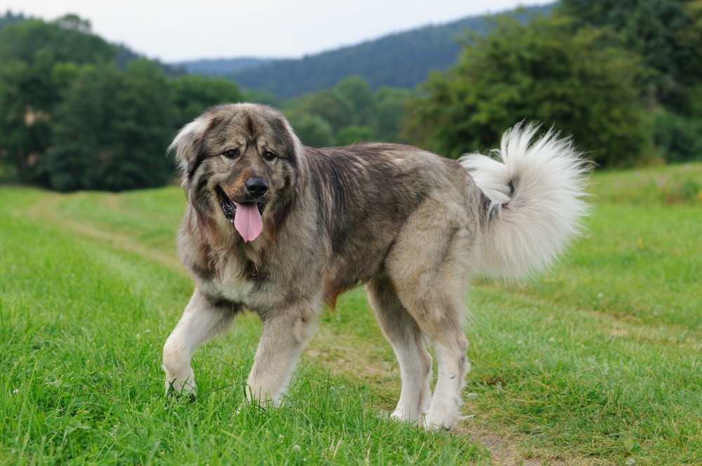 Pastor do Cáucaso Gigante Existe? Onde Encontrar e Fotos