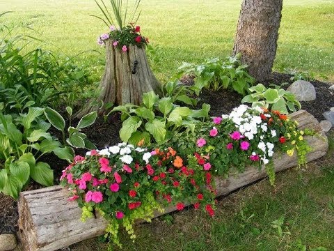 Qual é a Diferença Entre Caule e Tronco das Plantas?