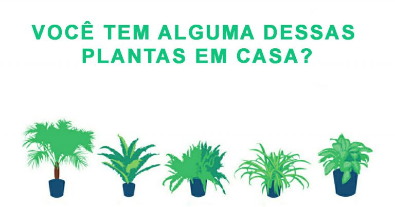 Vasos de Plantas e Purificam o Ar