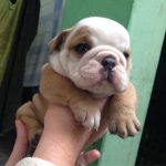 Filhote de Buldogue