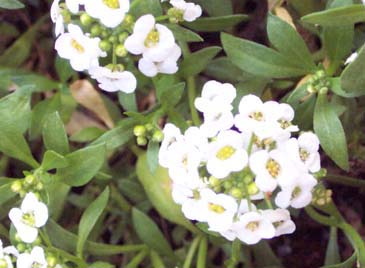 Habitat da Flor Escudinha: Onde Ela Pode Ser Encontrada? 