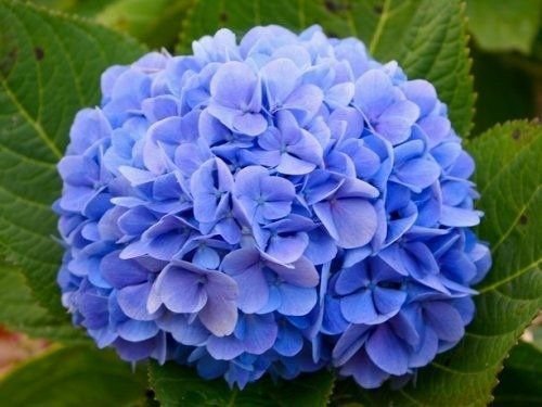Cores da Flor Hortênsia: Rosa, Azul, Branca e Roxa com Fotos