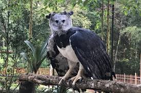 Alimentação da Harpia: O que elas Comem?