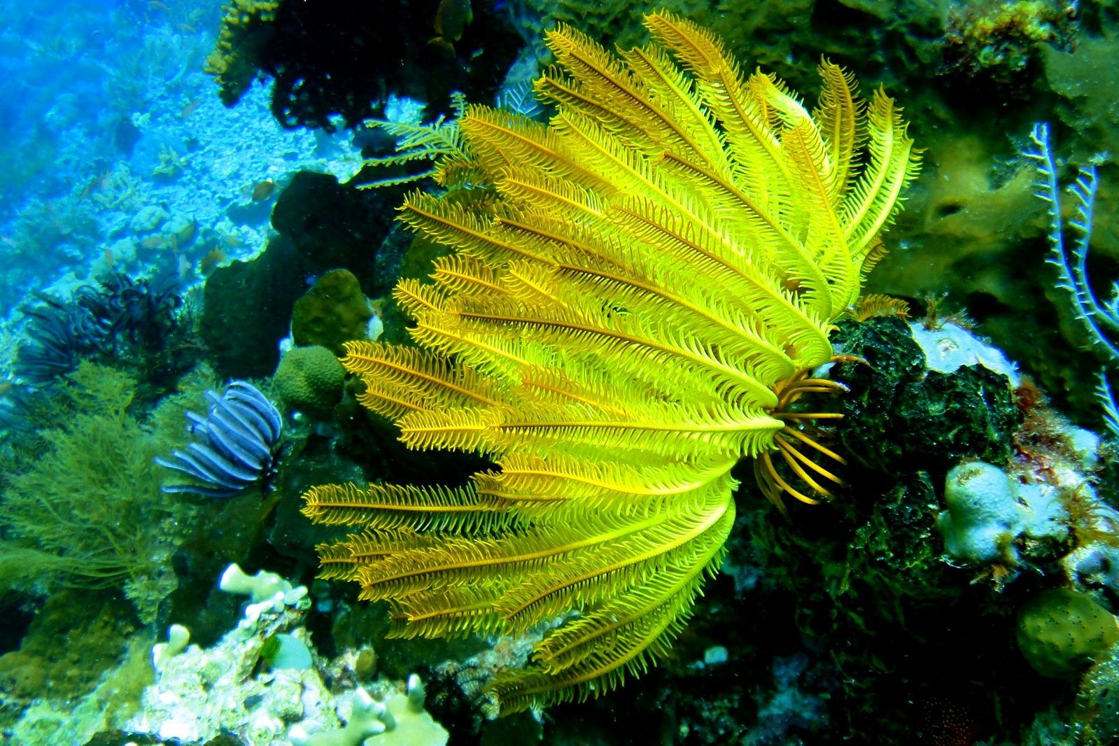 Lírio do Mar Curiosidades e Fatos Interessantes Sobre o Animal