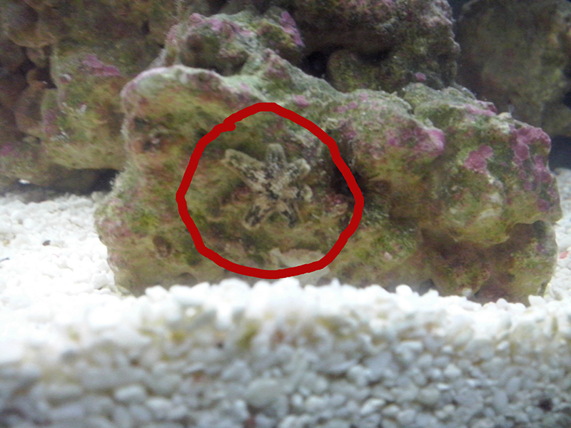 Mini Ofiúro Existe? Qual o seu Tamanho? Como Comprar?