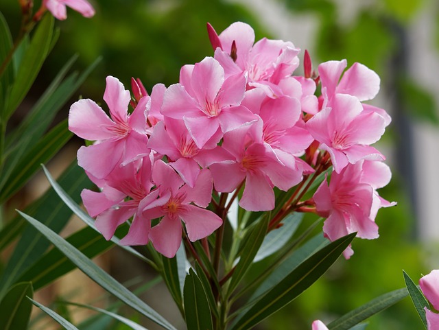 Flores Que Começam Com a Letra O: Nome e Características